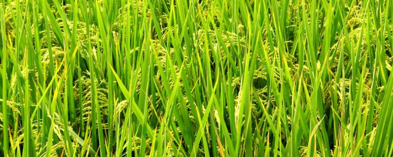 荃粳835水稻种子介绍，秧田亩播种量10千克