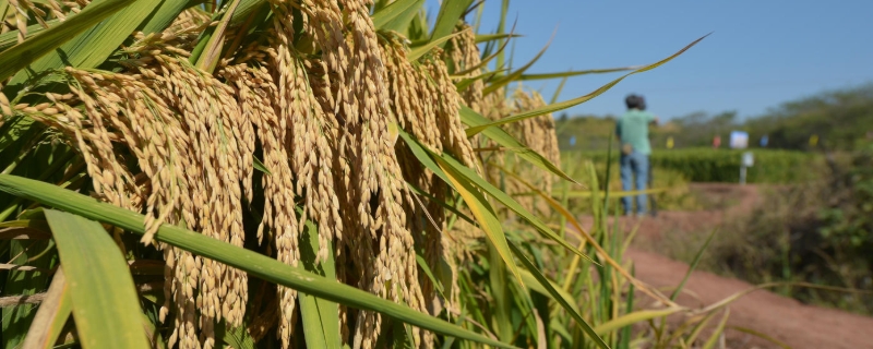 金香优263水稻品种简介，建议本田每亩用种量5千克