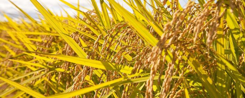 韵两优6176水稻品种的特性，秧田期注意施药防治稻飞虱