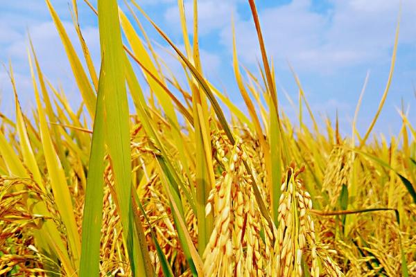 隆晶优8250水稻种子特征特性，每亩插足基本苗6万以上