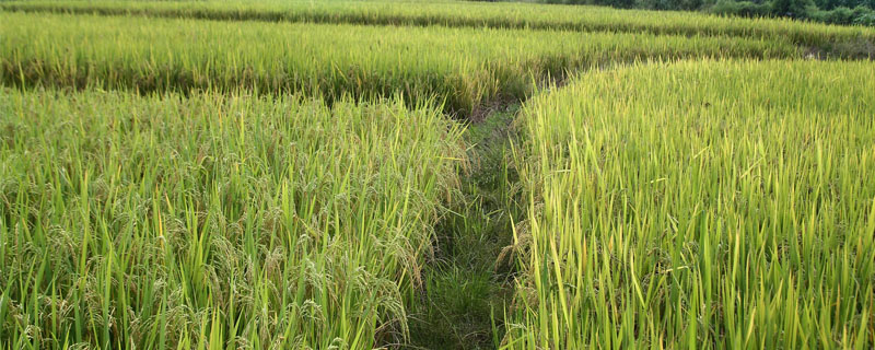桃秀优112水稻种子特点，每亩有效穗数23.1万穗