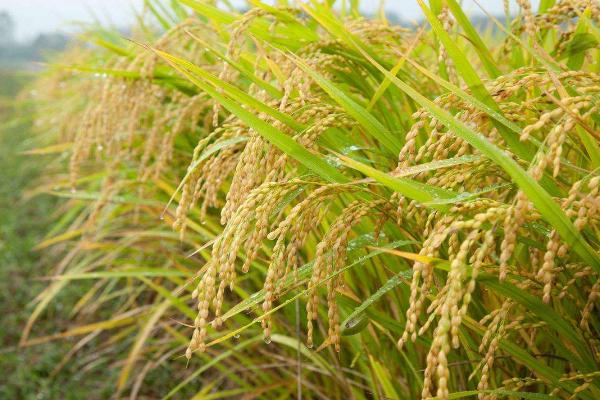 华盛优华占水稻种子特点，一般6月中下旬播种