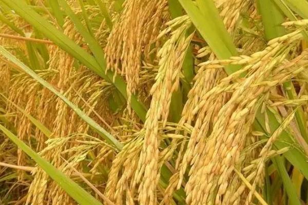 隆晶优蒂占水稻种子特征特性，每亩插足基本苗6万以上