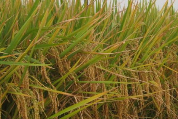 捷两优隆占水稻种子特点，稻瘟病重发区加强稻瘟病的防治