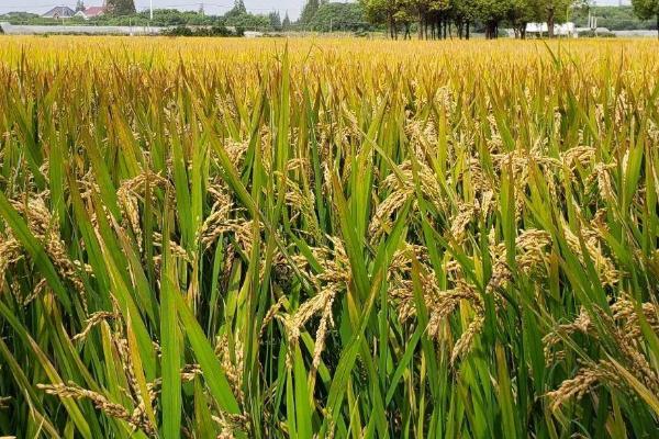 民升优827水稻种子特点，每亩插足基本苗6万以上