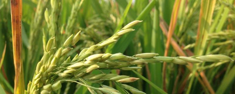 珠两优5629水稻品种的特性，每亩插足基本苗6万以上