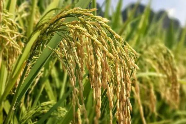 杉两优636水稻种子特点，肥力偏低田块适当增加密度