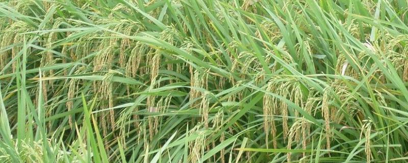 荃两优粤农丝苗水稻种子简介，适时防治病虫草害