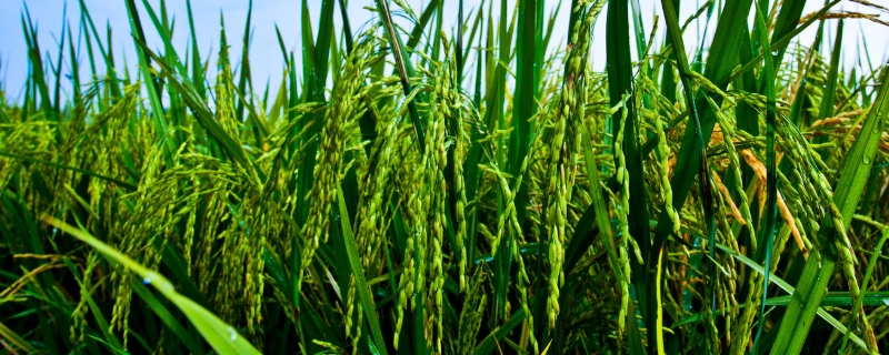 中两优538水稻种子简介，每亩大田用种量1千克