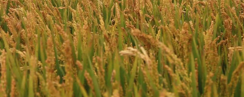 荃优洁田丝苗水稻种子特征特性，及时防治稻瘟病