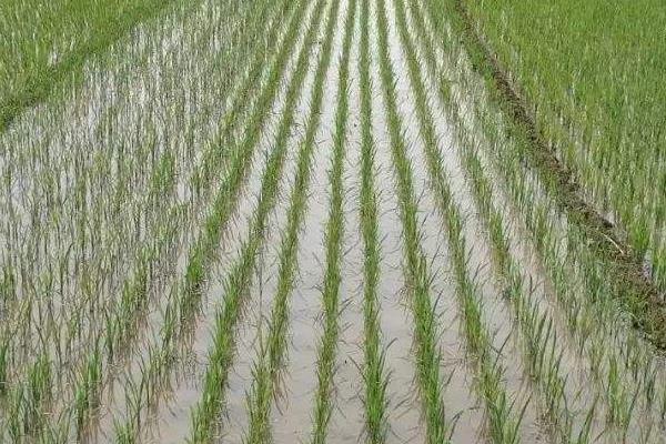 融两优6507水稻种子简介，播种前浸种