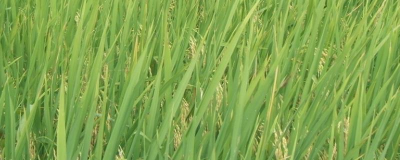 两优517水稻种子特征特性，籼型两系杂交水稻品种