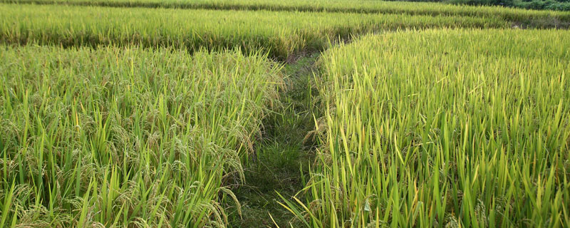 京粳7号水稻种子特征特性，全生育期158.6天