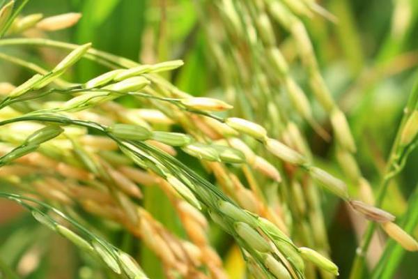 黔丰优990水稻种子简介，精量播种育壮秧