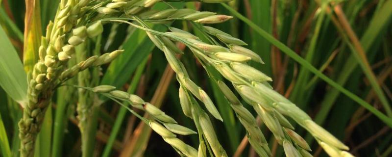 花两优563水稻品种简介，5月中上旬播种