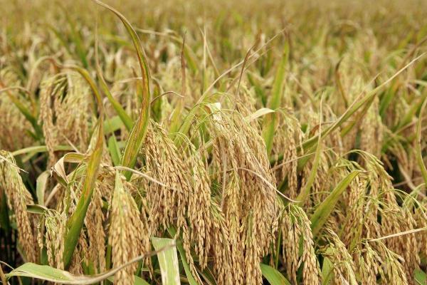 花两优563水稻品种简介，5月中上旬播种