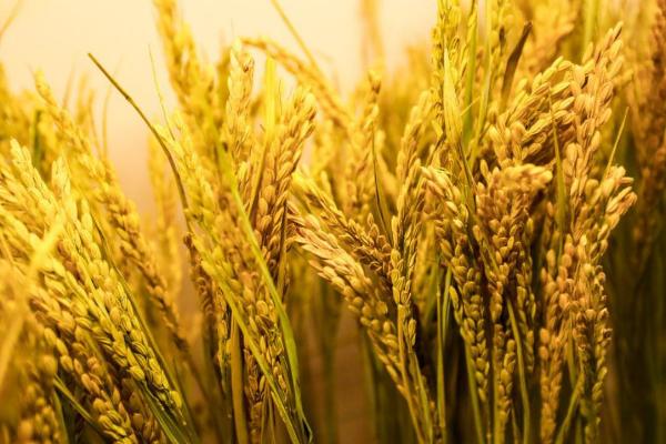 天隆粳169水稻品种简介，一般播种量2－5千克/亩