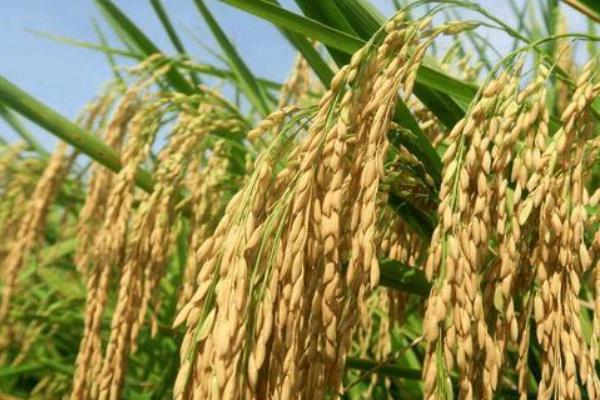 泓两优丝占水稻种简介，秧田亩播种量8－10千克