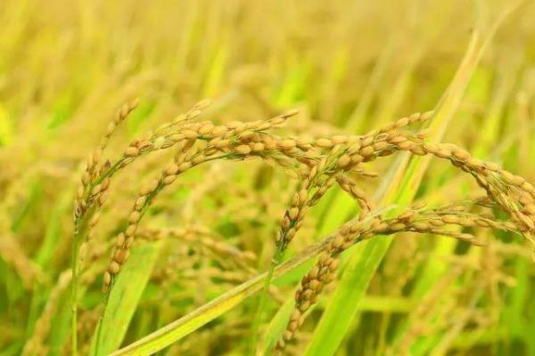 润农17水稻种子介绍，粳型常规水稻品种