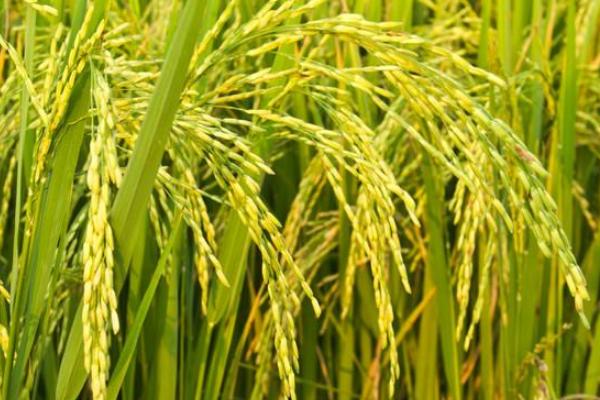 荃广优851水稻种子特点，全生育期149.3天