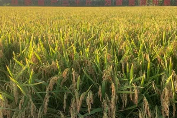 吉农大686水稻种子特点，栽培密度