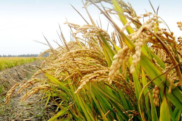 嘉禾优5号水稻种简介，一般4月底至5月上旬播种