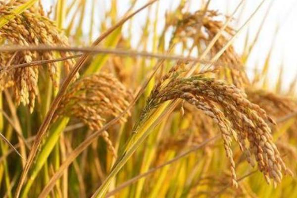 镇稻31号水稻种简介，每亩栽插8万穴