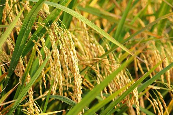 皖垦糯6号水稻品种简介，大田用种量每亩3－4千克