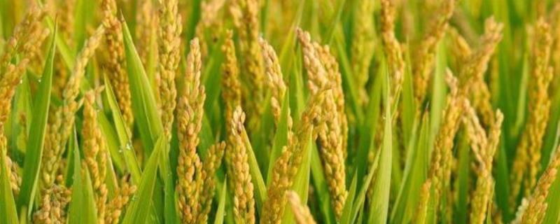 和两优55水稻种简介，4月底至5月下旬播种