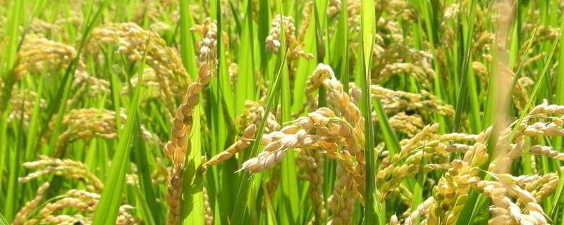 两优1899水稻种子特点，中抗稻瘟病