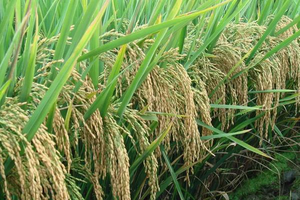 又香优香丝苗水稻种子介绍，大田每亩用种量1－5千克