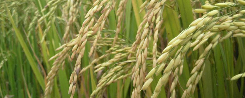 易两优华占水稻品种的特性，全生育期122.6天