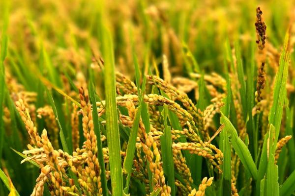 神农优452水稻品种简介，全生育期131.7天