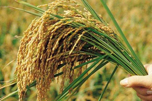 神农优452水稻品种简介，全生育期131.7天