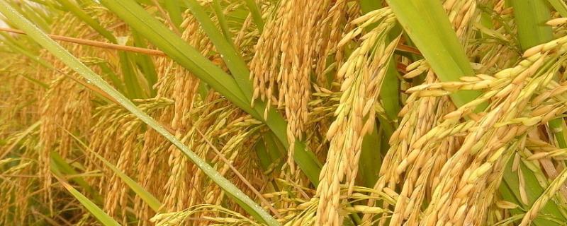 箴两优荃晶丝苗水稻种子介绍，每亩有效穗数16.4万穗