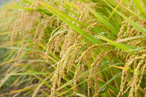爽两优粤王丝苗水稻种子特征特性，每亩秧田播种量8－10千克