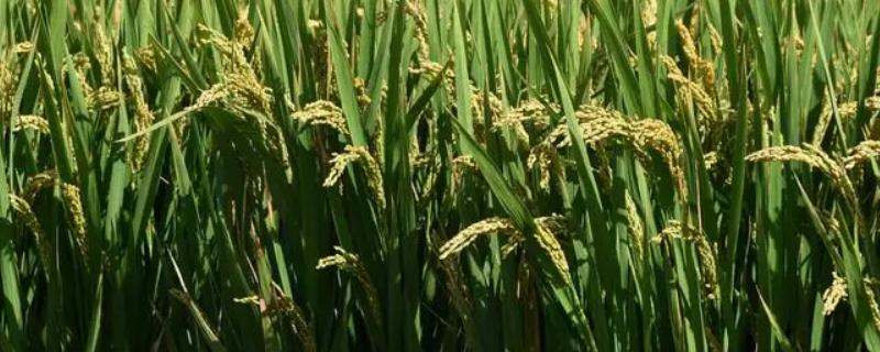 春8两优1736水稻品种简介，每亩有效穗数15.9万穗