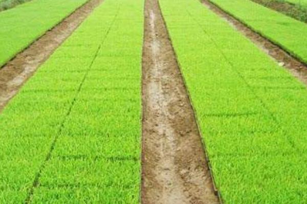 春8两优1736水稻品种简介，每亩有效穗数15.9万穗