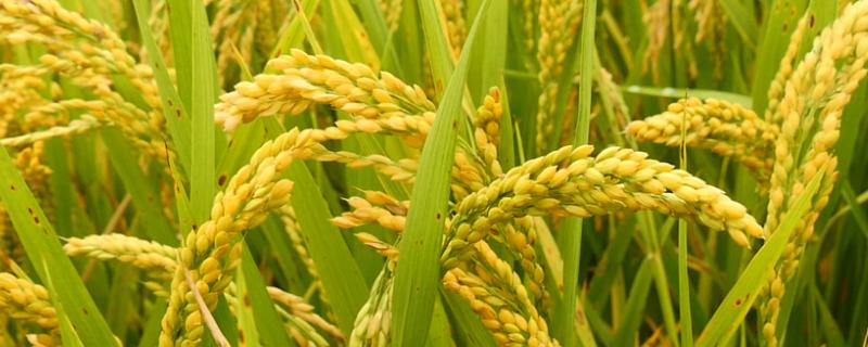 桂香优玉占水稻种子特点，尤其注意防治稻瘟病