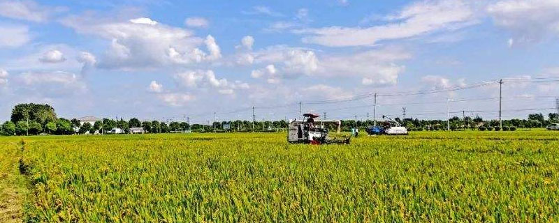 嘉丰优911水稻种简介，用种量每亩秧田10千克