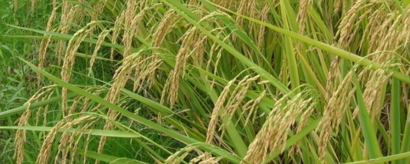 徽两优赋丝占水稻品种的特性，中抗稻瘟病