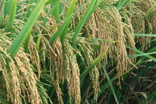 隆两优1558水稻种子特征特性，确保每亩栽插25万蔸