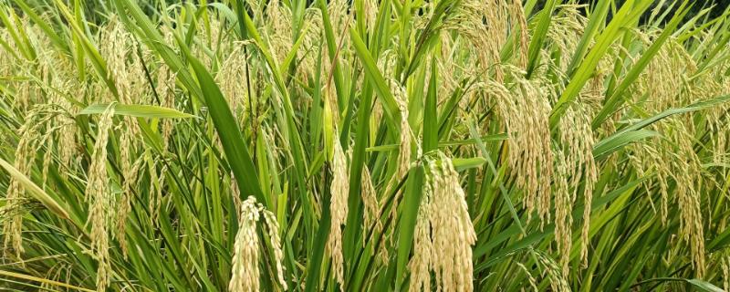 蓉3优2079水稻种子特点，籼型三系杂交水稻品种
