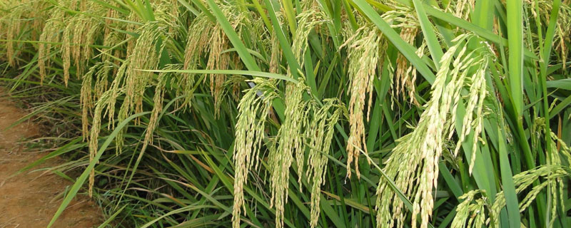 玉龙优1611水稻种简介，搞好综合防治