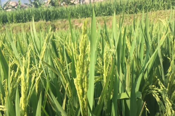 双优575水稻品种简介，每亩有效穗数14.2万穗