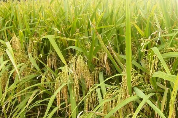 内6优1607水稻种子特点，每亩有效穗数16.1万穗