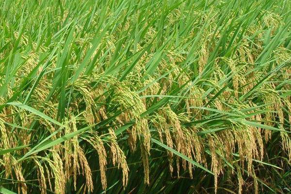内6优1607水稻种子特点，每亩有效穗数16.1万穗