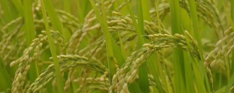 榕两优1914水稻种子介绍，全生育期119.6天