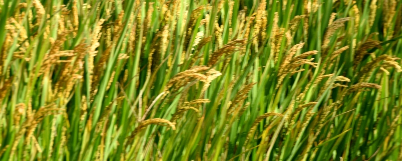 双优575水稻品种简介，每亩有效穗数14.2万穗