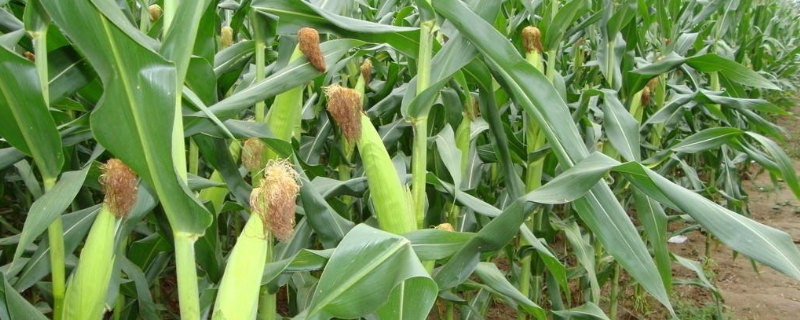 润糯73玉米品种的特性，双膜覆盖可提前到3月初播种